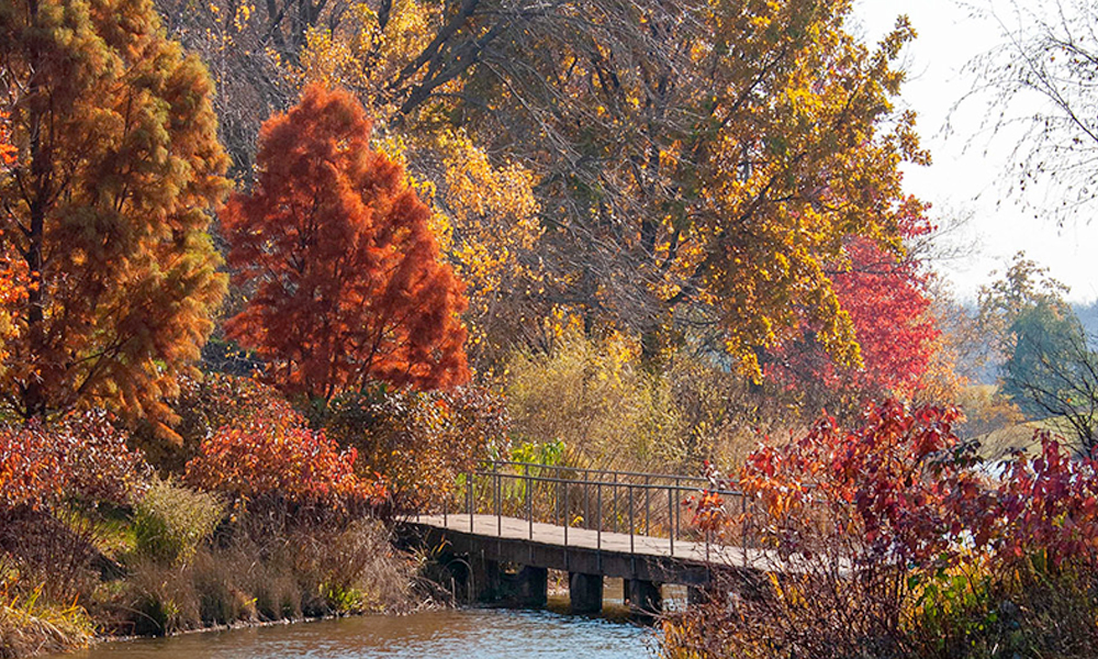 Chicago fall colors