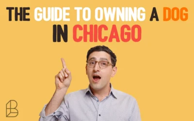 The Guide To Owning A Dog In Chicago